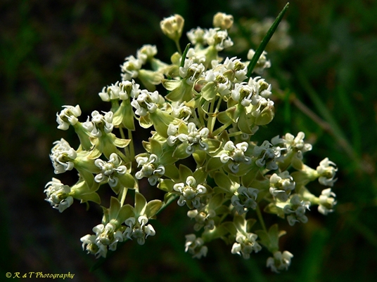 {Asclepias verticillata}